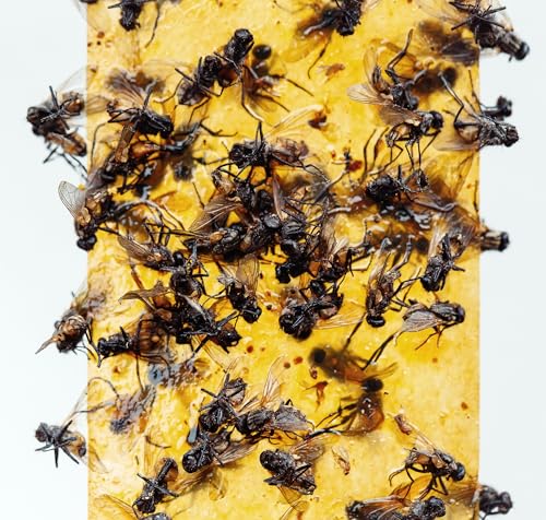 Gideal 6-Pack Yellow Sticky Traps for Indoor/Outdoor Use, Gnat Trap for Flying Plant Insect - size: 6 Pack