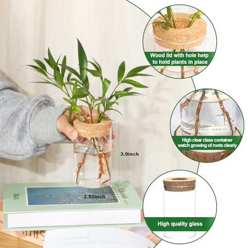 Separated Desktop Glass Flower Vases - Ideal Plants Propagation Stations for Living Room, Bedroom Decoration,Home Decor (2)