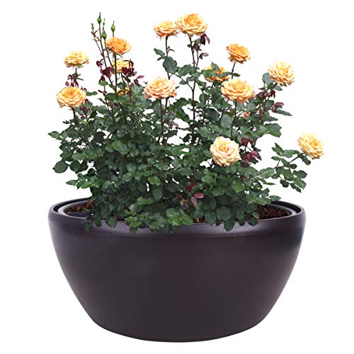 Vencer 11 Inch Plastic Round Self Watering Planter,Water Indicator,Modern Decorative Planter Pot for All House Plants Flowers, Herbs, Vegetables, Tropical,Coffee,VF-048BL - color: Coffee