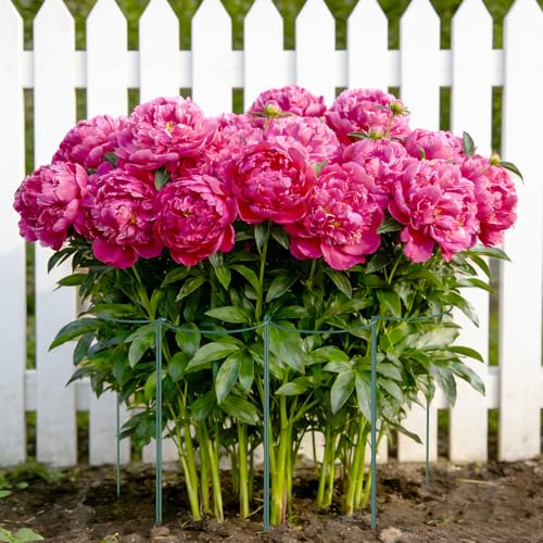 Unves 6 Pack Peony Cages and Supports, 24" x 10" Plant Support Stakes - size: 10" W x 24" H