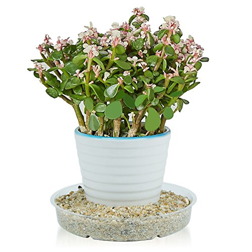 Idyllize 10 Pieces of 6 Inch Clear Plastic Plant Saucer Drip Trays for pots (6") - size: 6"