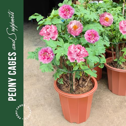 LEOBRO Plant Support Plant Stakes, 6pcs Peony Cages and Supports, Metal Garden Stakes Plant Supports, Plant Support Stakes, for Peony, Tomato, Hydrangea, Indoor Outdoor Plants, 10" W x 15.8" H - size: 10" W x 15.8" H