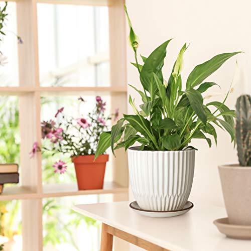 D'vine Dev 2-Pack Stoneware Planter Pots, 4.5/5.8 in, Ivory, 99-D-1 - color: Ivory