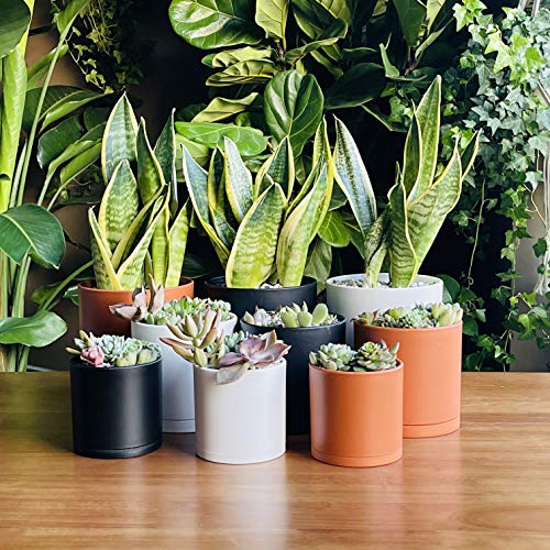 D'vine Dev 3-Pack Plastic Pots & Saucers, 4/5/6 in, Black, 74-V-B-1 - color: Matte Black, size: Small