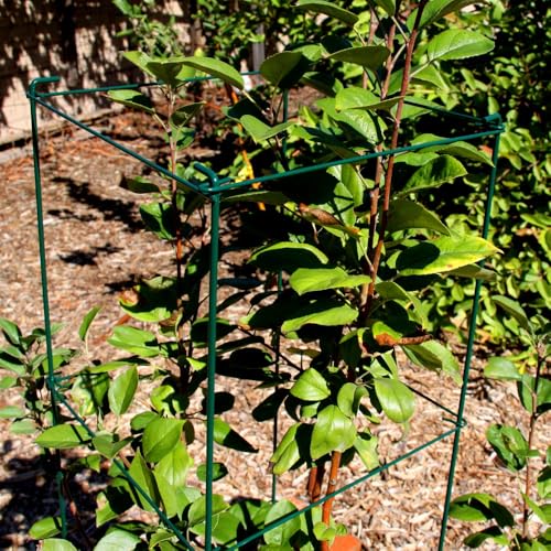 Green Square Folding Tomato Cage Plant Support Stake Tower 12 inch by 46 inch, Pack of 10 Sets - size: 12*46inch Sq-PVC Green-10Pack
