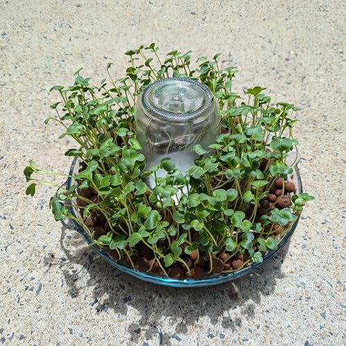 Set of 6 Mason Jar(Normal Mouth) or Soda Bottle Adapter 3D Printed/Self-Watering Micro Greens/self-Watering Micro Greens System (Set of 6 caps) - style: Set of 6 caps