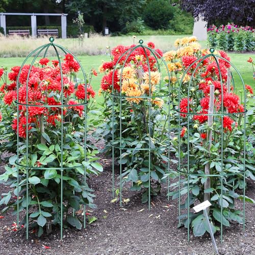 SUNYRISY 3 Pack Metal Plant Support Cage for Tomato Peony Cucumber - size: 31.5 x 15.7 in