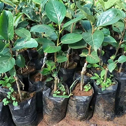 Belit 100 Pcs Plant Nursery Bags, Plastic Seedling Pots Container for Fruit Tree, Flower, Starting saplings, Plant Grow(3.5"x6.6") - size: 3.5"x6.6"