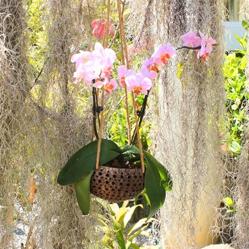 Set of 3 Hanging Orchid Pots for Small Orchids, Handmade Coconut Planters, Orchid Pots with Holes, Coconut Planters, Orchid Gifts