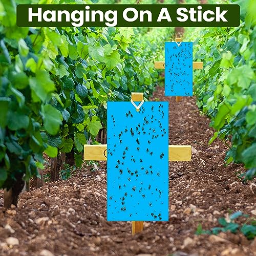 Qualirey 100 Pcs Blue Sticky Traps for Thrips 7.8 X 3.9 Inch - color: Blue, size: 7.8 x 3.9 Inch