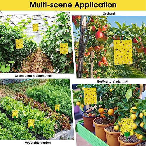 60 Pack Yellow Sticky Traps for Gnats, Fruit Fly Traps for Indoors Plants - size: 60Packs