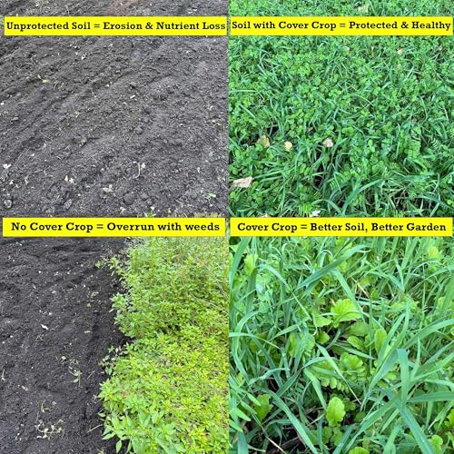 All Purpose Garden Cover Crop Seed Mix for Planting - 15 Seed Blend for Raised Beds & Gardens - Improves Soil & Organic Matter - Easy to Grow (1 lb = 600 to 750 Sq Ft) - size: 1 lb = 600 to 750 Sq Ft