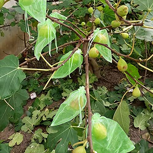 6x8 Inch 100 Pieces Green Fruit Protection Bags- Fruit Netting Bags with Drawstring,Garden Fruit Cover Mesh Bag to Protect Plants from Pest Birds Squirrels - color: Green, size: 6 x 8 Inch