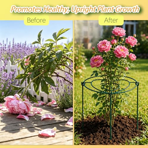 (6 Sets) Peony Cages and Supports, 12" Diameter, 4 x 16 Inches Legs, Heavy Duty Rust-Proof Grow Through Plant Support for Outdoor Flower Plants, Metal Grid Ring Hoop for Peonies, Roses, Orchids - size: 12x16 Inch ( 6-Pack )