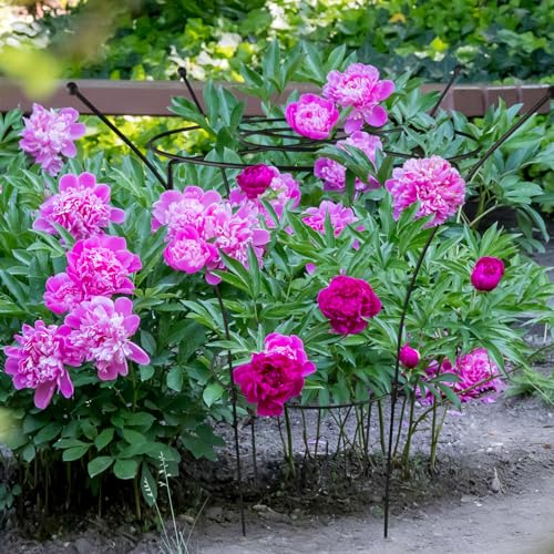 1 Pack Large Peony Cages and Supports, 38" H x 19" D Tall Heavy Duty 5mm Black Metal Garden Stakes for Outdoor & Indoor Plants, Sturdy Rust-Resistant Frame for Peonies Roses Flowers - size: 1 Pack