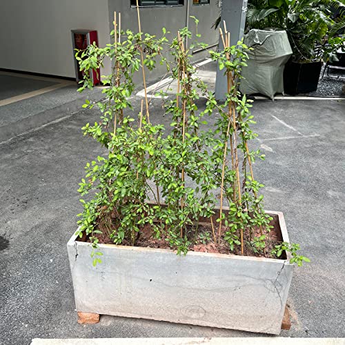 Plant Stakes,12IN Natural Garden Bamboo Sticks, 20Pcs Plant Support Stakes - size: 12 Inches, Pack of 20