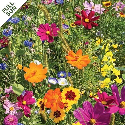 Seed Mat - Easy to Plant and Grow Garden Seeds - Creates Fragrant, Vibrant Flower Garden (Bird Lover’s Delight Flower Garden - 1 Mat)