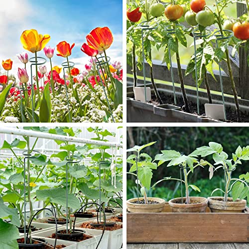 Thealyn 20 Pack 16 Inch Plant Support Stakes, Metal Single stemmed Flower Support Hoops,Garden Plant Stakes Plant Prop for Amaryllis Orchid Lily Rose Peony Tomatoes Gladiolus