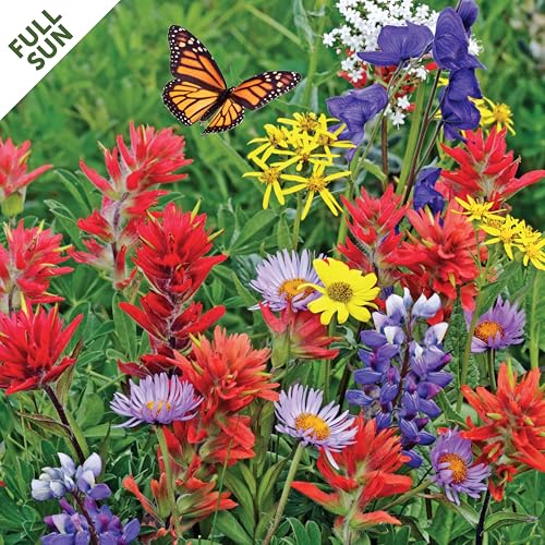 Seed Mat - Easy to Plant and Grow Garden Seeds - Creates Fragrant, Vibrant Flower Garden (Monarch Butterfly Sanctuary Flower Garden - 1 mat)