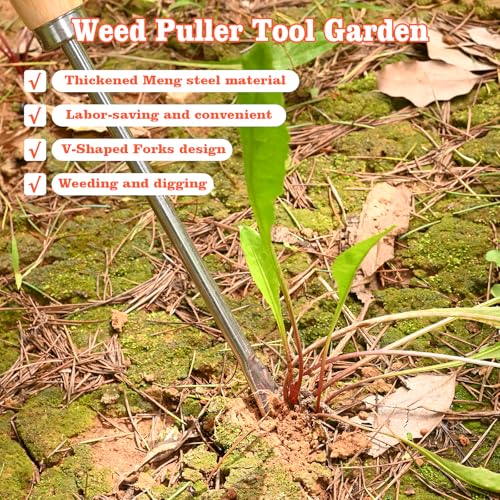 Wooden Handle Dandelion Weeder Tool - Polished Stainless Steel Dual - Forked Head Dandelion Weeder Puller Tool for Planting, Weeding, Flower & Vegetable Care with Nylon Nitrile Coated Gloves - color: silvery