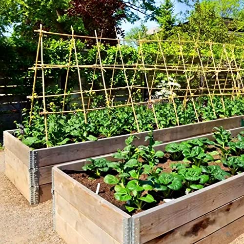 COLOtime Bamboo Stakes 4FT Garden Stakes Plant Stakes for Indoor and Outdoor Climbing Plants Poles Sticks Support Tomatoes Eggplants Beans 25 Pack - size: 4ft, 25 Pack