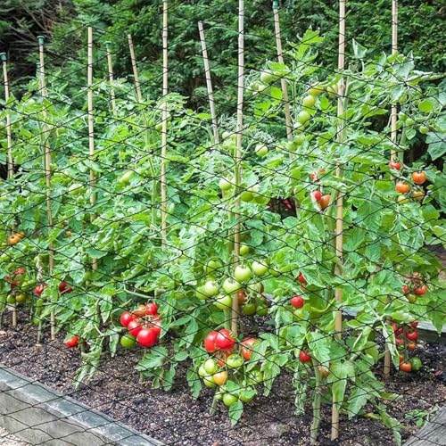30 x 50 FT Bird Netting for Garden, 1" Square Mesh Size Heavy Duty Nylon Chicken Coop Netting for Blueberry Bushes, Fruit Trees and Vegetable Against Birds, Deer, Squirrels (30X50FT) - size: 30X50FT