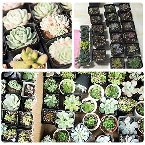 4 Inch Plastic Plant Pots Square Nursery Pot 25 PCS Sturdy & Reusable Starter Container for Starting Seedlings, Succulents,Cuttings & Transplanting with Drainage Holes, Black - size: 4 Inch