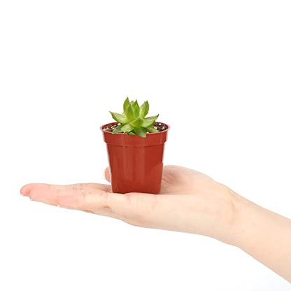 KINGLAKE GARDEN Small Terracotta Plastic Pots,50 Packs 2 Inch Plant Pots - color: Terracotta