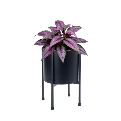 D'vine Dev Plastic Planter Pot with Metal Stand, Black, 8 in, 55-D-B-1 - color: Black, size: 8 Inch