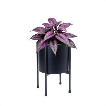 D'vine Dev Plastic Planter Pot with Metal Stand, Black, 8 in, 55-D-B-1 - color: Black, size: 8 Inch