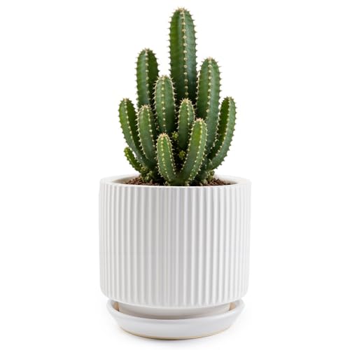 Ceramic-5.1-inch-Flower-Pots-with-Saucer, Small Planters for Indoor Plants with Drainage Hole, White Textured Vertical Stripe Plant Pots for Home Decor, Garden Pot For Succulent Cactus Mint Basil Herb - color: White, size: 5.1 inch