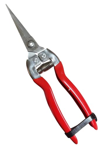 GARDEN GURU Straight Stainless Steel Pruner Pruning Shears Clippers Snips – Sharp Bonsai Cutter Plant Trimming Scissors – Straight Blade – Great for Roses Flowers Herbs Fruits - 1 Case (50 Pcs) - size: 50 Pack, style: Snips