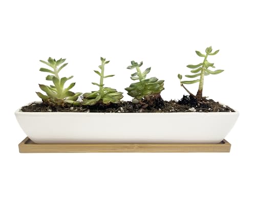 11inch Long Rectangle White Ceramic Succulent Planter Pots,with Bamboo Saucers. Product Size:11x2.23x1.69inch.