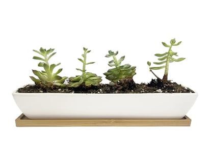 11inch Long Rectangle White Ceramic Succulent Planter Pots,with Bamboo Saucers. Product Size:11x2.23x1.69inch.