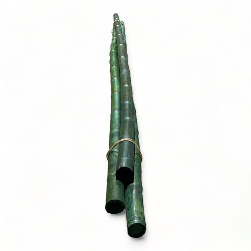 Pack of 3 Bamboo Sticks - 6 Feet Long Natural Thick Bamboo Poles - 1.5 in Diameter - Garden Stakes (Green) - color: Green