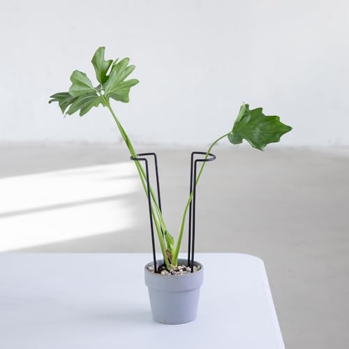 10Pcs Monstera Plant Support - 12" Durable Iron U-Shaped Trellis Stakes - color: Black, size: 12 Inch H