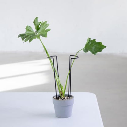 10Pcs Monstera Plant Support - 12" Durable Iron U-Shaped Trellis Stakes - color: Black, size: 12 Inch H
