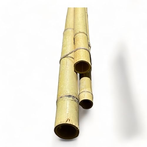 Pack of 3 Bamboo Sticks - 6 Feet Long Natural Thick Bamboo Poles - 1.5 in Diameter - Garden Stakes (Beige) - color: Beige