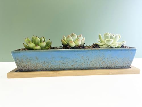 9.8 inch Blue Long Rectangle Ceramic Succulent Planter Pot,one Set of Mini Flower Plant Container with Bamboo Saucers. not Include the Plant. (Blue) - color: Blue