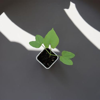 300 Pack 1.55 Inch Tiny White Plastic Square Nursery and Seedling Pot, Mini Transplant Seed Starter Planter with Drain Hole for Germination, Herb, Succulent - color: White