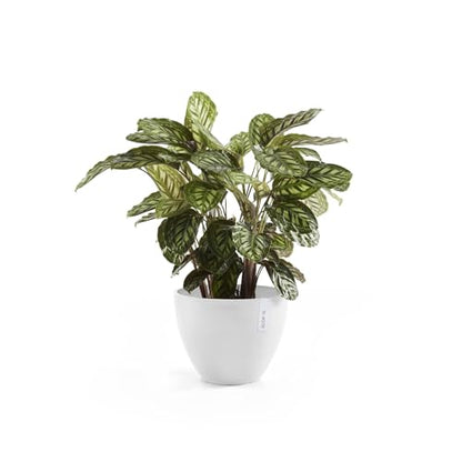 Ecopots Antwerp Round Tapered Flower Planter, Pure White, 12" - color: Pure White, size: 12"