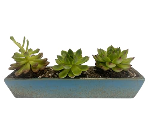 9.8 inch Blue Long Rectangle Ceramic Succulent Planter Pot,one Set of Mini Flower Plant Container with Bamboo Saucers. not Include the Plant. (Blue) - color: Blue