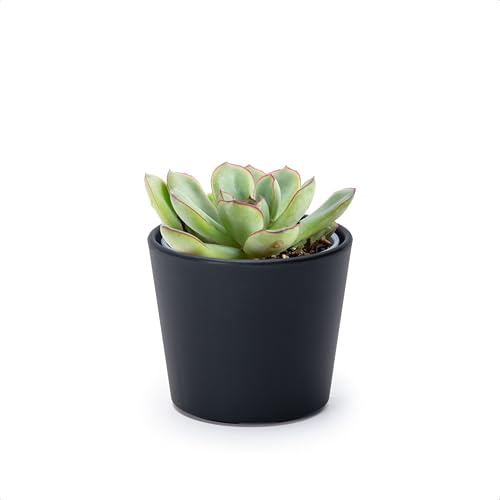 Phoenix Vine 3.5 Inch Black Plastic Cachepot with Clear Nursery Pot, Decorative Lightweight Planter Cover with Transparent Inner Pot for Indoor Houseplants, Pack of 1, 24-A-E-1 - color: Matte Black, size: 3.5" (1 Pack)