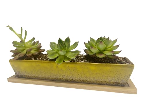 9.8inch yellow long rectangle Ceramic Succulent Planter Pot,one set of Mini Flower Plant Container with Bamboo Saucers. Product size:9.8 x2.35x1.77 inch,not include the plant. (Yellow) - color: Yellow