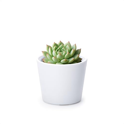 Phoenix Vine 3.5 Inch White Plastic Cachepot with Clear Nursery Pot, Decorative Lightweight Planter Cover with Transparent Inner Pot for Indoor Houseplants, Pack of 1, 24-A-D-1 - color: Matte White, size: 3.5" (1 Pack)