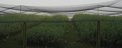 Poultry Netting 1" or 2" Mesh Heavy Knotted Nets Aviary Gamefowl Quail Chicken Bird Block Net Long Lasting Break/Burst 85/245 lb Polyethylene 8-10 Year Lifespan (25' X 50', 1) - size: 25' X 50'