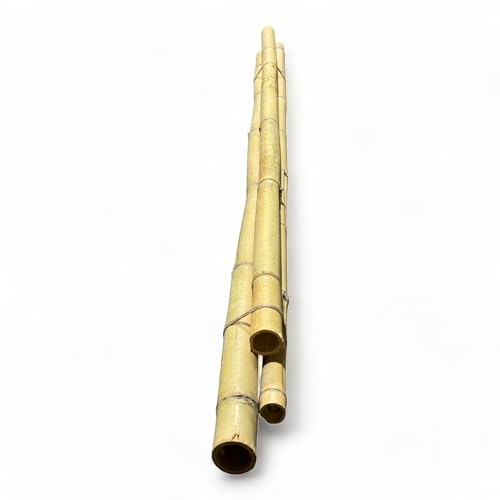Pack of 3 Bamboo Sticks - 6 Feet Long Natural Thick Bamboo Poles - 1.5 in Diameter - Garden Stakes (Beige) - color: Beige