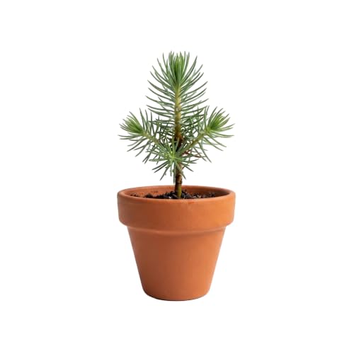 BUZZY Seeds Holiday Spruce Grow Kit 12-Pack, Terracotta Pots, Tree Gift - color: 12pk Holiday Spruce