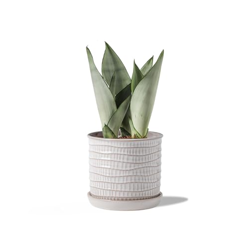 5.8 Inch Plant Pot: Ceramic Planter with Drainage Hole & Saucer - Cream White Flowerpot for Indoor & Outdoor Plants - with Separate Tray for Home & Office - Wave Embossed Design - color: Wave Embossed, size: 6 inch