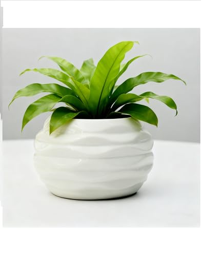 3.55"x2.6" Medium Ceramic Pot Succulent Planter Mini Cute Garden Flower Plant Nursery Succulent for Indoor Plants Ceramic Pots Ripple 5